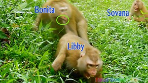 Super Crying Libby & Baby Brady Got Bitten By Nasty Bonita | Pigtail Monkey Daily