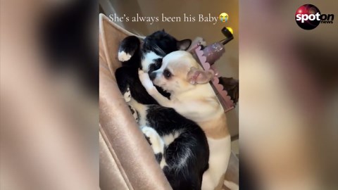 Chihuahua cuddles with cat - and goes viral