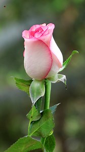 2.7K views · 82 reactions | Roses Roja on Reels | Facebook