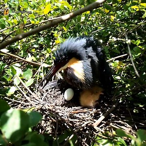 Black bittern Birds Protect the baby in the nest (EP04) Beautiful Black bittern Birds | Review Bird Nest