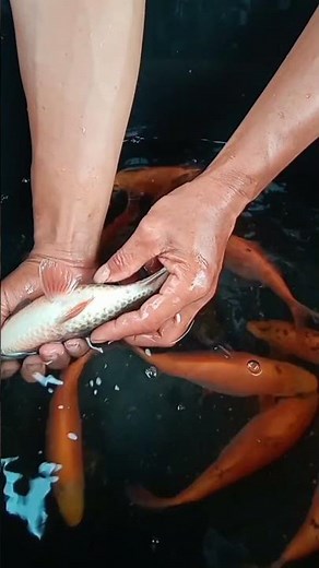 The main characteristics of Nilem fish that are ready to spawn and have mature gonads #fish #nile...