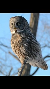 ✨ Great Grey Owl ✨ #owllovers #follower #everyone #highlights #fypシ゚viralシ #fypシ #foryouシ #nature #fb | NewAze Creator