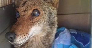 Blind Coyote Survives The Worst, Gives Birth The Next Day With Rescuers