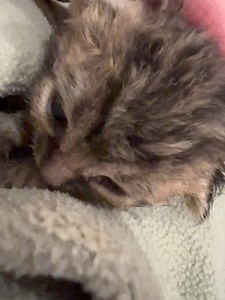 67K views · 2.9K reactions | Purrs and burping | Sophia L’Orange Kitten Rescue | Facebook