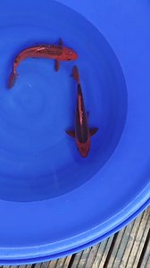 Otsuka AKA Matsuba | Kitsu Koi