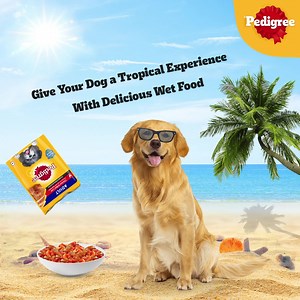 "Satisfy your dog's cravings with the savory flavors of Pedigree wet food." #pedigree #dog #wetfood #instagram | Petsworld | Facebook