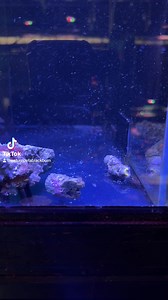 Peppermint shrimp chowing down on some Aiptasia! | Nature Pets & Aquariums | Facebook