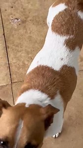 4.9K views · 96 reactions | "BUTTERS"- AVAILABLE FOR ADOPTION...