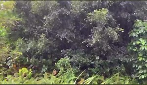 Desde Aibonito por Nilsa Pratts | Deborah Martorell