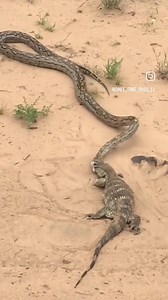 19K views · 42 reactions | python eating lyzard | BR Store | Facebook