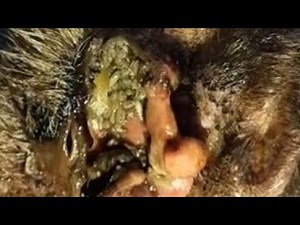1000+ maggots (Big maggot wound)