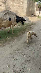 1M views · 8.1K reactions | Cow placed its foot on Tommy foot 禮 #dogtraining #cowvsdog #germanshepherd #rehmanchvlogs #minizoo | Rehman ch vlogs | Facebook