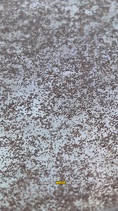 100,000 sea monkeys are ready to get pregnant (the females can get pregnant without a male!) 🏠 🦐 | Growithjessie