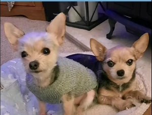 87 reactions · 15 comments | ♥️♥️♥️ | Chorkie The Chorkie | Facebook