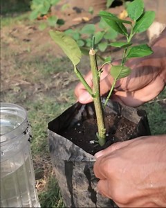 1.9M views · 6.3K reactions | Growing from cuttings | Grafting Examples | Facebook