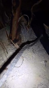 Kejadian aneh tapi nyata #reels #anehtapinyata | Dhewa Oke