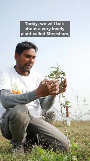 29K views · 719 reactions | Benefits of Sheesham Plant (Indian Rosewood). #plants #sheesham #bestplants #indianplants #planttips | Give Me Trees Trust | Facebook