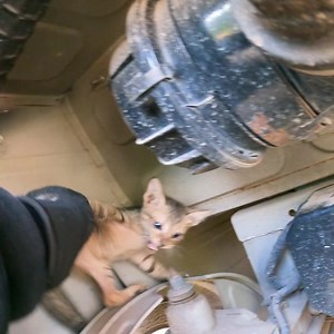 489K views · 3.8K reactions | Motor tuk tuk need kitten get out go to transport guests, street kitten need motor tuk tuk for home | The Gohan And Cats | Facebook