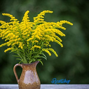 Goldenrod Flower Seeds (solidago) – 100 Seeds | Hardy Perennial Wildflower | Pollinator Friendly Garden Plant - Etsy Canada
