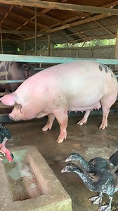 This pig breed is really good and it is 2 months pregnant #pig #pregnant #Wow #OMG #AmaZing #incredible | Pig Videos