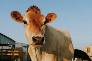 Siklus dan Daur Hidup Hewan Mamalia: Sapi, Materi IPAS Kelas 3 SD | Kids