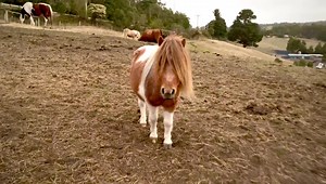 5.9K views · 835 reactions | Brightside family dinner 殺 | Brightside Farm Sanctuary | Facebook