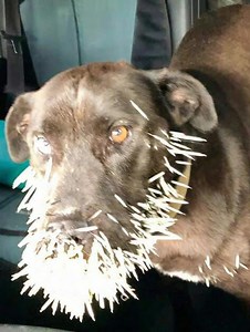 Desperate dog is starving and in pain – makes eye contact with woman who realizes the unimaginable.. | Pet Lover