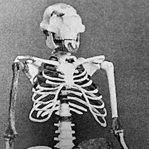 🔍 #Lucy continue de révéler ses mystères ! Une modélisation des muscles de la célèbre australopithèque vient de prouver qu'elle était non seulement plus costaud, mais aussi plus polyvalente que nous... 💪 #Préhistoire #Archéologie #Évolution | Le Blob