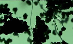 SYNTHETIC ‘POLLEN’ FALLING ON US? … & MUCH MORE