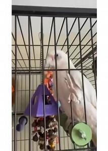 This is the type of bird I need 🤣 | Core Community