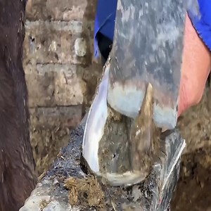 7.7K views · 53 reactions | Donkey hooves trimming | Animals | Facebook