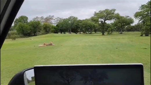 No golfing today... Forget about birdies and eagles, watch out for the lions. 😂😂😂 Only in Africa Video credit - Skukuza Golf Club #Bushtechcanopies #ironman4x4africa #leatherandcanvas #onca #maxxistyres #skinsoothe #crosscountryinsurance #m_tech_communications #4x4_assist #manuprum #transafricatours #tasafaris #overlanding #offthebeatentrack #bushlife #blessed #wanderlust #travel #africa #ubuntoe #maxxis #diekiaatbraaiplank1 #BushtechLife #tours #adventure #wildlife #offthebeatentrack #nature