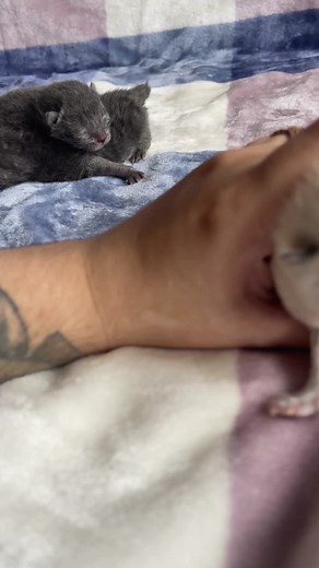 15K views · 1.1K reactions | British Shorthair Colorpoint Newborn kitten #britishshorthairkittens | Criative Diamonds British Shorthair and Longhair Cattery | Facebook