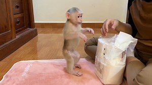 36K views · 585 reactions | Pavpav Have High IQ, He Walk To Get Tissue Paper For Mom's Fever #monkey | Monkey TV | Facebook