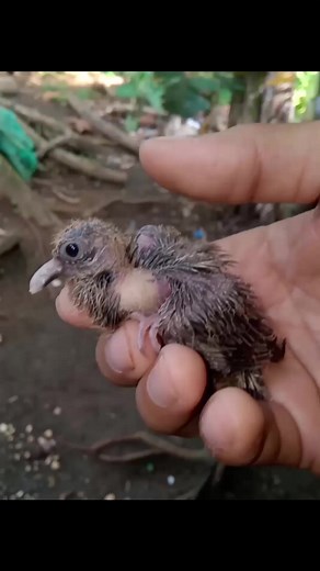 Sayang #wildlife #breeding #wild | Captive Breed