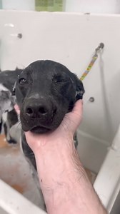 1.3K views · 42 reactions | I got LICKED TO DEATH  | It’s Mike TV | Facebook