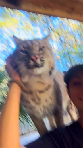 Xtreme Exotics Wildlife Foundation on Instagram: "Everyone loves Chomper 🥰 #animalhumanbond #ProtectWildlife #xtremeexoticswildlifefoundation #zookeeper #bobcat"