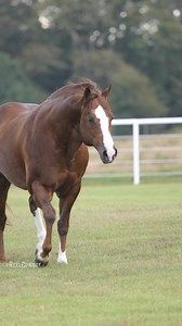 2.4K views · 2.1K reactions | PINK BUCKLE and so much more… ♦️CHASIN...