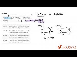 In maltose glycosidic bond is formed between
