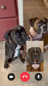 9.2K views · 716 reactions | Jackson gets a special gift all the way from the other side of the country and shares it with his family. Thank you Josh Robichaud and Family. | Boxer Madness | Facebook