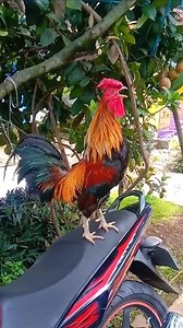 2.5K views · 43 reactions | Rooster crowing in motorcycle . . video...
