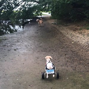 Dirty (stinky, wet) dogs are happy dogs!! #rustywheels #takeyourdogswithyou #handicapable #pancakesmakepeoplehappy #coolingoffthebooty ☀️ | Albert on Wheels