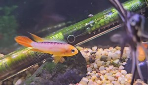 FRESHWATER FISH FRIDAY! 🔥🐟 Check out these GORGEOUS Apistogramma agassizi "Fire Gold"! They do best in AGED peaceful aquariums as they are on the more sensitive side. May exhibit territorial behavior when breeding. They appreciate having caves in the tank and should not be mixed with other Dwarf Cichlid Species! #annaaquarist #aquariums #aquarist #aquaculture #aquariumhobby #aquariumhobbyist #aquariumlife #aquarium #aquascape #fish #freshwateraquarium #freshwatertank #freshwater #localfishstor