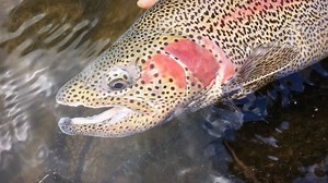 A bonny rainbow! Driven by endlessly curiosity, we seek out to explore waters near and far. In search of beauty that no image can capture. Seeing one of these amazing creatures alive and kicking, fills us with joy. @flybei_fly_fishing @patagonia_flyfish @fulling_mill #flyfishingnation #flyfishing #stroftlines #trout #fish #fishing | Fly Fishing Nation