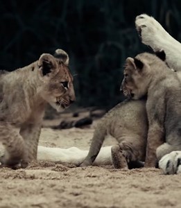 Lion Cubs Russell MacLaughlin | Feirinha do Brás | Facebook