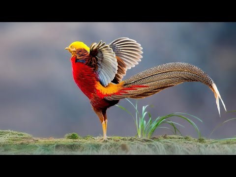 This is Most Beautiful Pheasants on Planet Earth