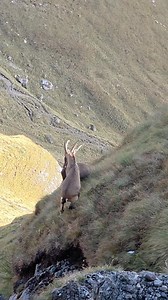 349K views · 6.8K reactions | Ieri passeggiando sul sentiero che porta al rifugio Viel dal Pan in Val di Fassa, una spettacolare lotta tra due stambecchi tra i pendii di Porta Vescovo.. una meraviglia vederla così da vicino! ️☀️ Video di Nicola #montagna #alpi #dolomiti #valdifassa #stambecchi #autunno | Passione Neve & Montagna | Facebook