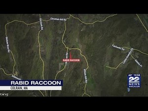 Rabid Raccoon found in Colrain