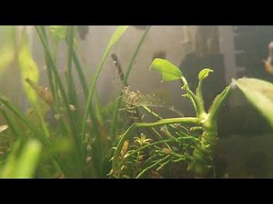 Ghost Shrimp Female with Eggs and Male