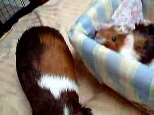Puppy the Guinea Pig Rumble Struts Around Baby Mouskin!